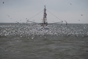 Op het wad