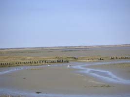 Hier staat het 's zomers vol met lamsoor